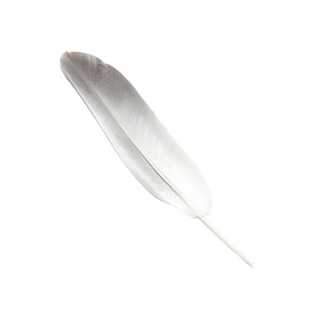 Bird's feather isolated on the white backgroundの写真素材