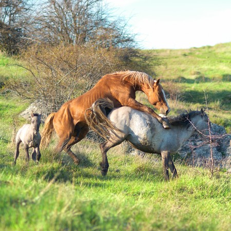 Herd of horses on the field with green grassの写真素材