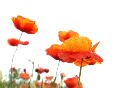 Beautiful red poppies isolated on white background