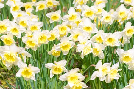 Field of beautiful white narcissuses, soft backhroundの写真素材