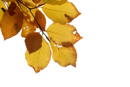 Autumn leaves isolated on the white background with copyspaceの写真素材