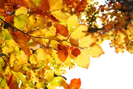 Autumn leaves isolated on the white background