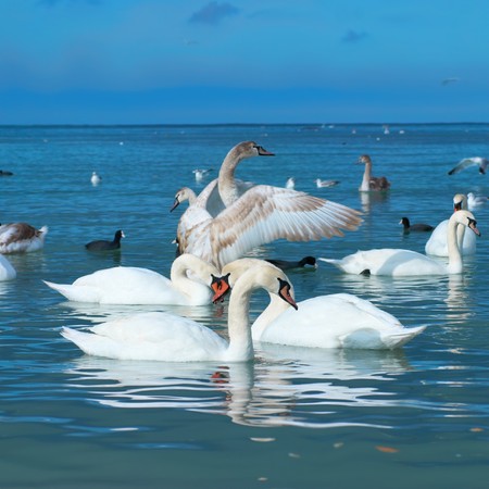 Swans on the lake with blue water backgroundの写真素材