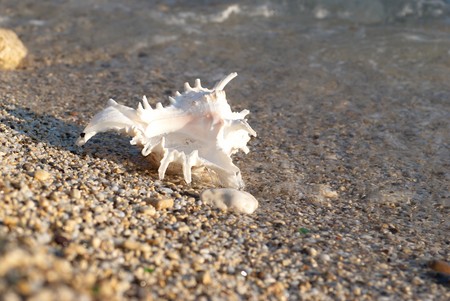 White seashell on the sea sandy beach