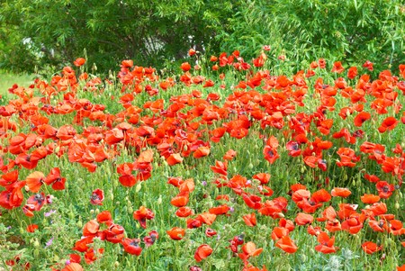 Field of beautiful red poppies with green grassの写真素材
