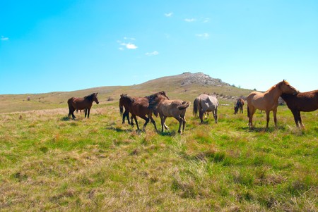Herd of horses on the field with green grassの写真素材