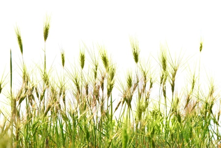 Green ears isolated on the white backgroundの写真素材