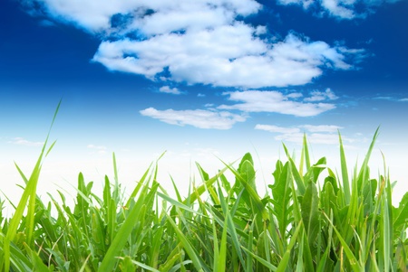 Green grass with cloudy sky in the sunny dayの写真素材