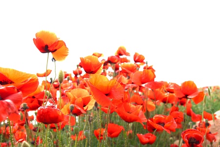 Beautiful red poppies isolated on white backgroundの写真素材