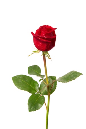 Beautiful red rose isolated on white backgroundの写真素材
