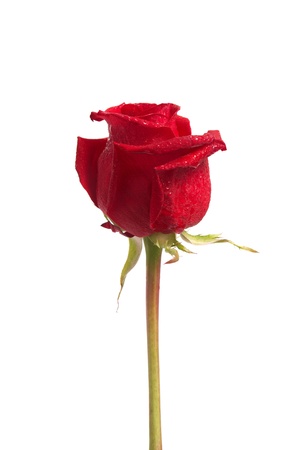 Beautiful red rose isolated on white backgroundの写真素材