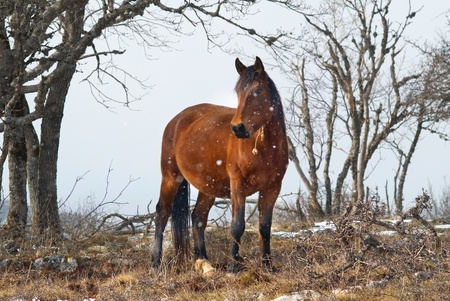 Red horses on the field. Wild landscape.の写真素材