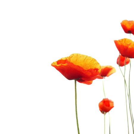 Beautiful red poppies isolated on white backgroundの写真素材