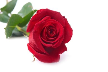 Beautiful red rose isolated on white backgroundの写真素材