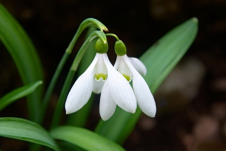 Snowdrops- spring white flowers with soft backgroundの写真素材