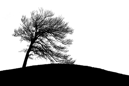 Lonely tree silhouette isolated on white backgroundの写真素材