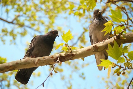 Two pigeons sitting on the branch with green leaves
