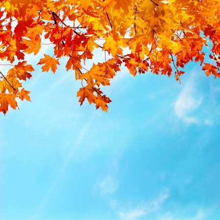 Autumn leaves with the blue sky backgroundの写真素材