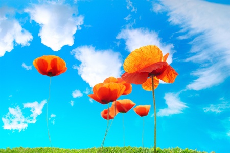 Beautiful red poppies against blue cloudy skyの写真素材
