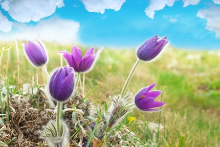 Pasqueflowers (Pulsatilla patens) on the field with grass