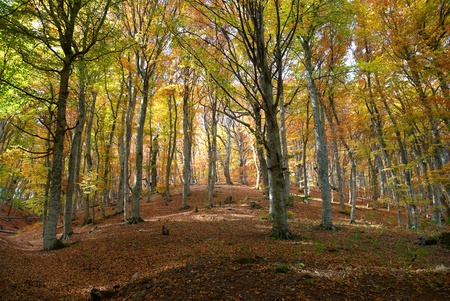 Autumn forest in the warm sunny dayの写真素材