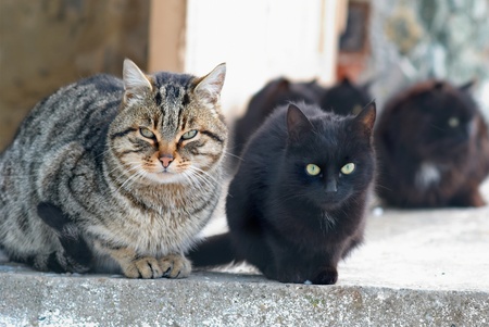 Group of cats sitting and looking at cameraの写真素材