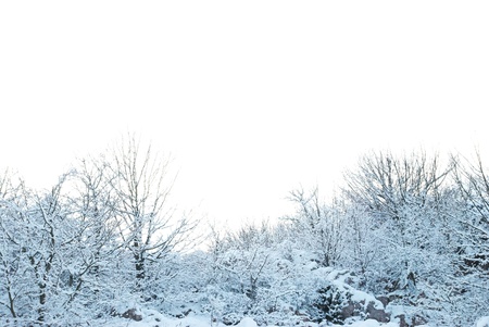 Winter snowy forest background isolated on whiteの写真素材