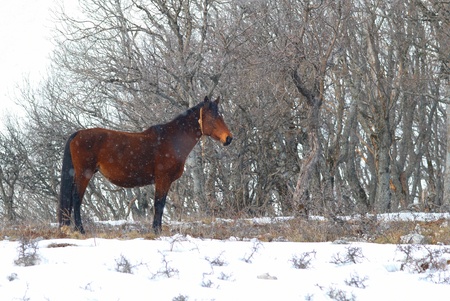 Red horses on the snow field. Wild winter landscape.の写真素材