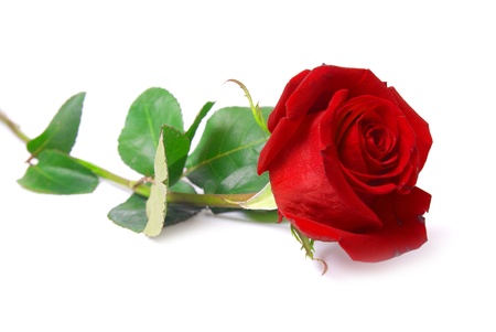 Beautiful red rose isolated on white background