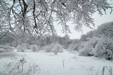 Winter icy forest with beautiful treesの写真素材