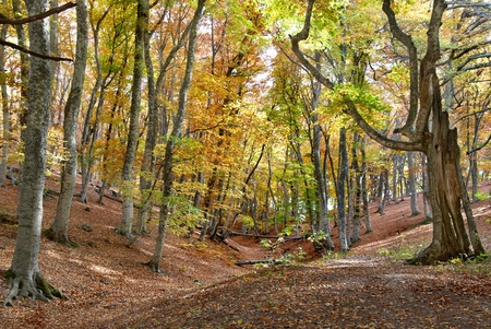 Autumn forest in the warm sunny dayの写真素材