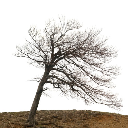 Lonely naked tree with roots on the hill isolated on whiteの写真素材
