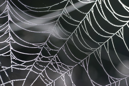 Spider web with shiny drops of waterの写真素材