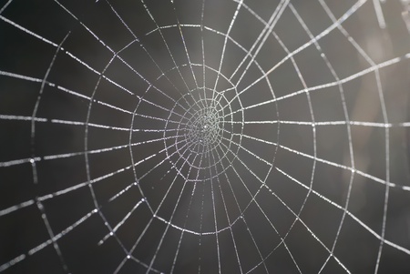 Spider web with shiny drops of waterの写真素材