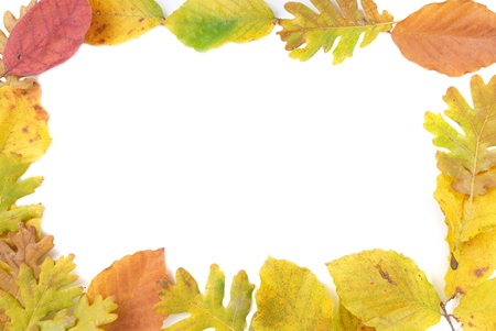 Frame from the autumn leaves isolated on white backgroundの写真素材