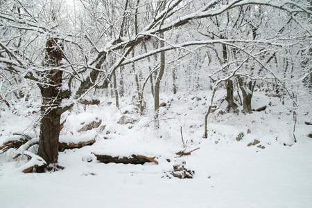 Winter icy forest with beautiful treesの写真素材