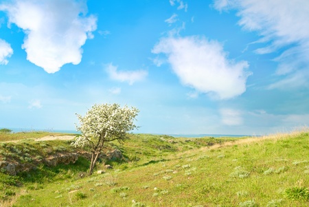 Blossom apple tree in the field with green grass, blue sky and clouds.の写真素材