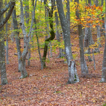 Autumn forest in the warm sunny dayの写真素材