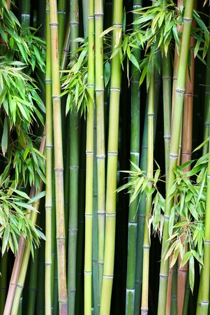 Green bamboo can be used for natural backgroundの写真素材