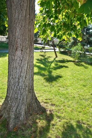 Green sunny park with grass and trees の写真素材