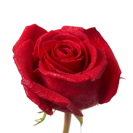 Red rose bud macro isolated on white backgroundの写真素材