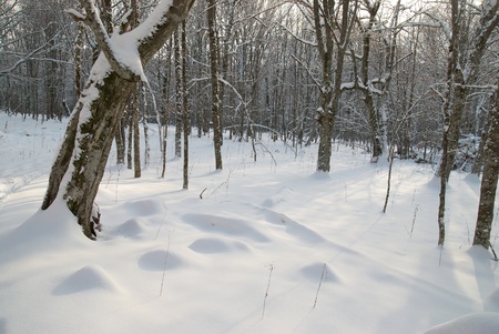 Winter icy landscape with bright shining dayの写真素材