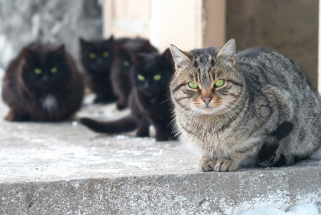 Group of cats sitting and looking at cameraの写真素材