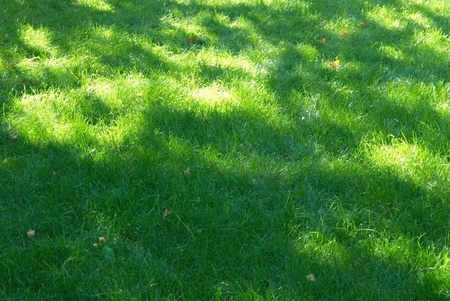 Green grass with shadows in the parkの写真素材