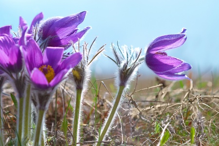 Pasqueflowers  Pulsatilla patens  on the field with grassの写真素材