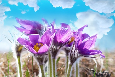 Pasqueflowers  Pulsatilla patens  on the field with grassの写真素材