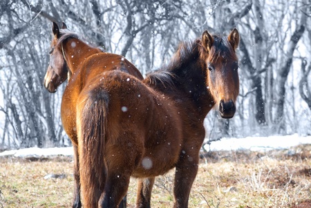Two red horses on the field  Wild landscape の写真素材