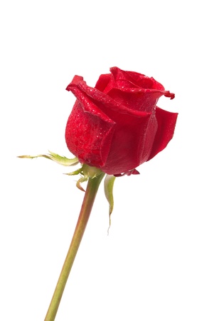 Beautiful red rose isolated on white backgroundの写真素材