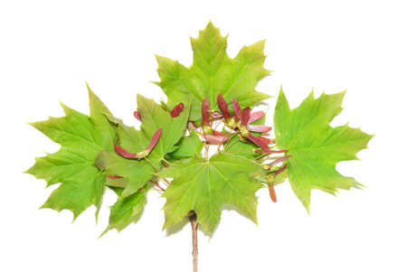 Branch with green leaves isolaten on whiteの写真素材