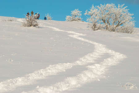 Winter icy forestの写真素材